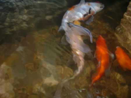 art of goldfish