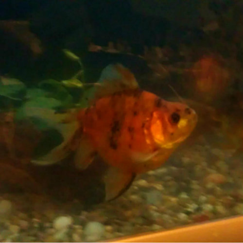 ryukin goldfish