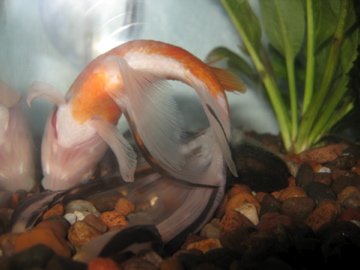 Goldfish bent to one side-diagnose symptoms and treat-gfe