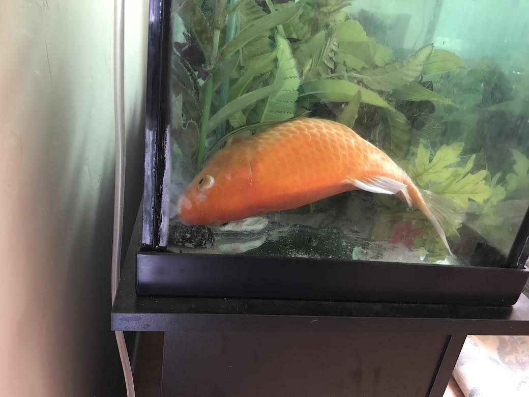gold fish swim