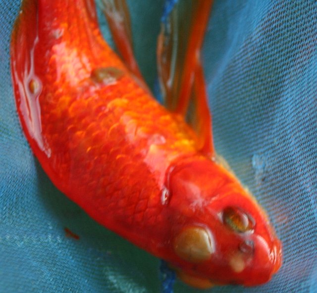 Parasites goldfish Koigoldfish