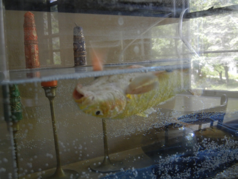 Bubble Disease goldfish emergency