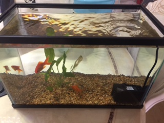 stop killing goldfish