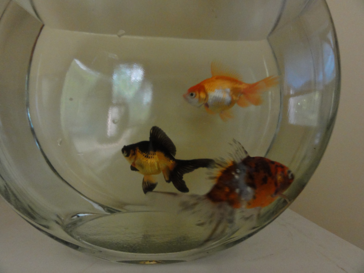 Goldfish Abuse