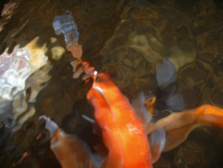 art of goldfish
