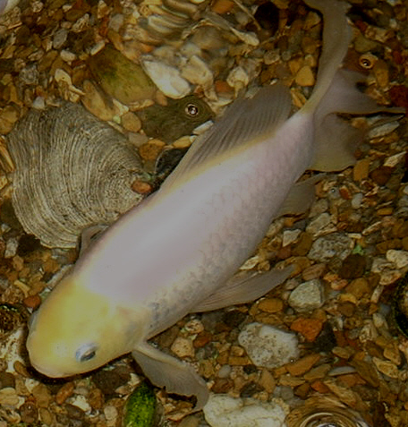 Goldfish breeds