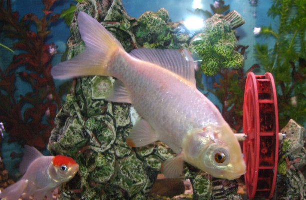 Goldfish breeds