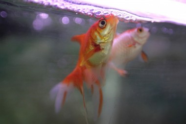 Goldfish gasping surface-diagnose symptoms and treat-gfe