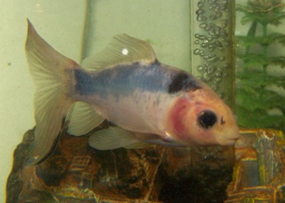 Goldfish breeds
