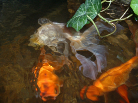 art of goldfish