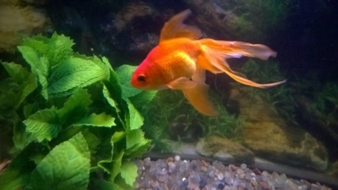 goldfish proof plants