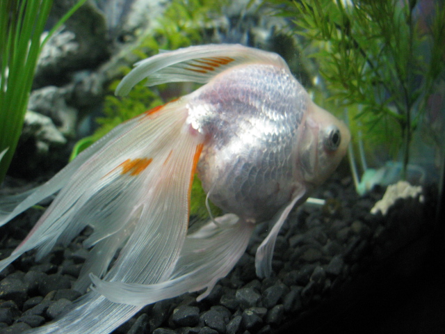 black moor telescope goldfish sick