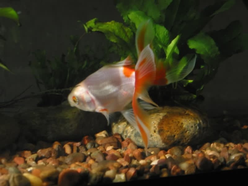 Image showcasing Gravel vacuum substrate; goldfish emergency; 10 steps