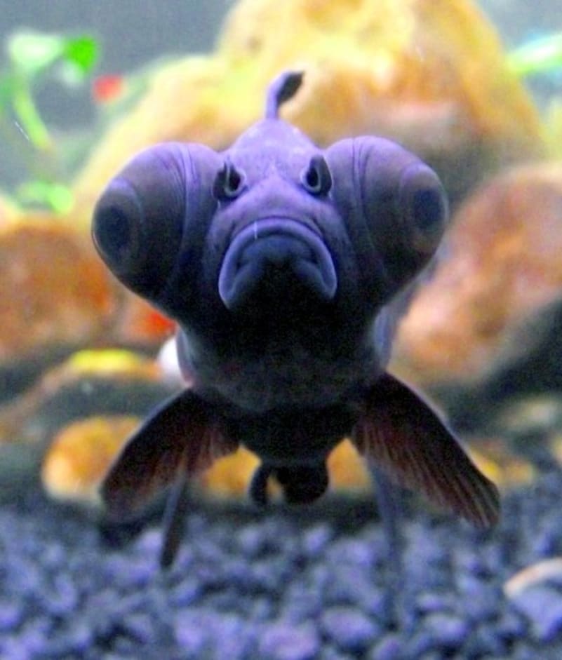 Goldfish breeds