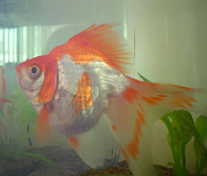 Goldfish torn finsdiagnose and treat using natural remedygfe