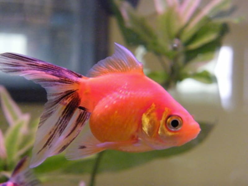 Goldfish breeds