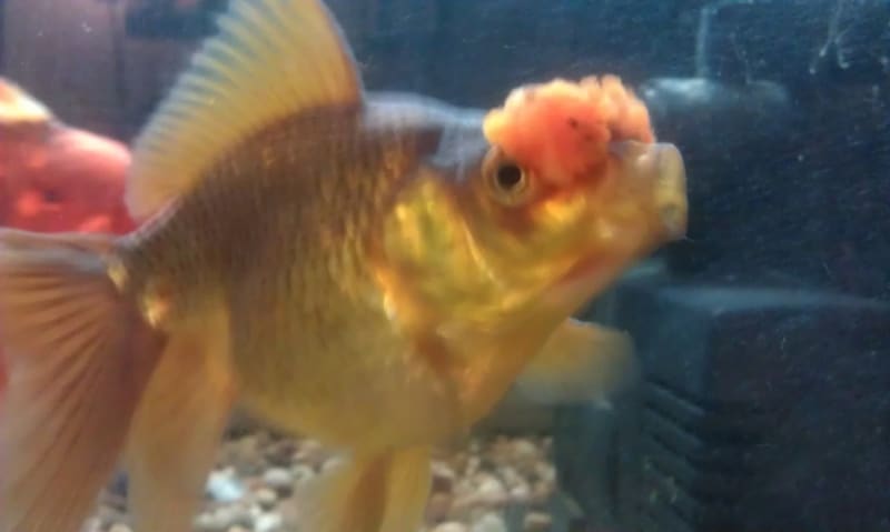 Goldfish breeds
