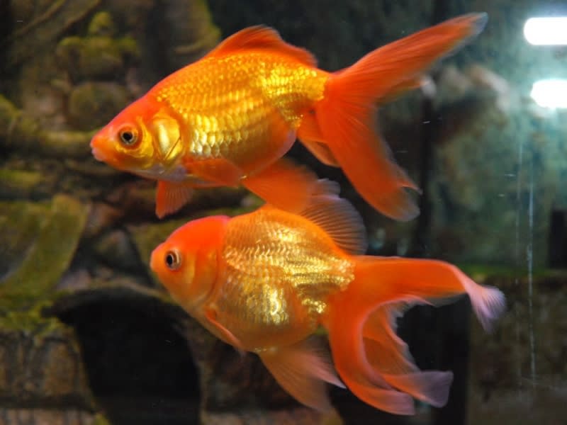Goldfish breeds