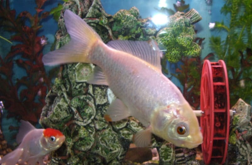 Goldfish breeds