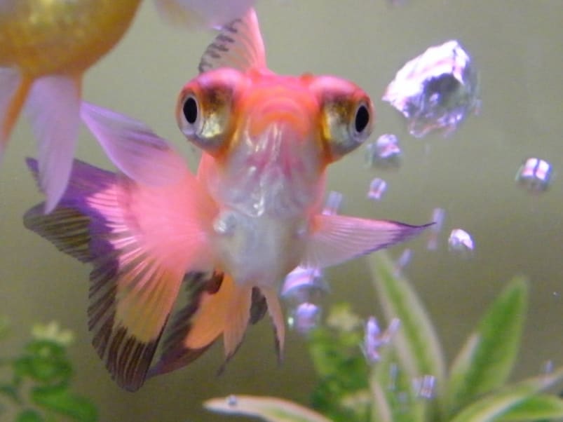 Goldfish breeds