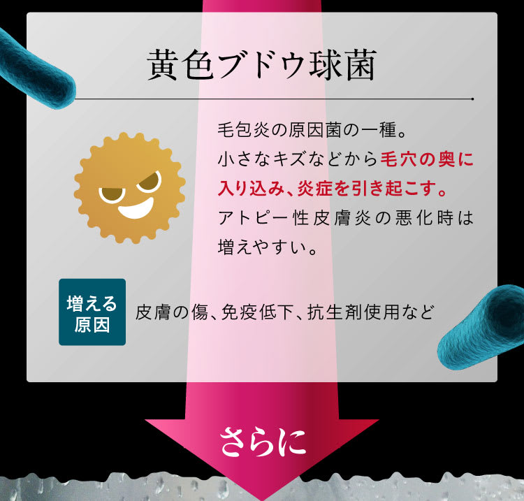 黄色ブドウ球菌