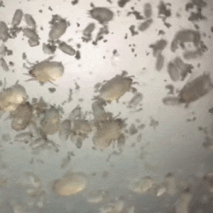 ダニのGif