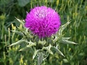 Milk Thistle
