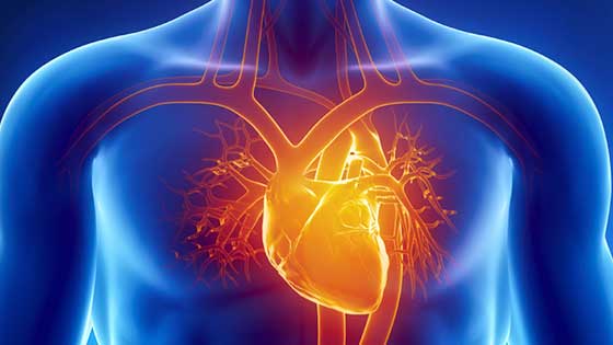 Heart and Arteries Inside Body