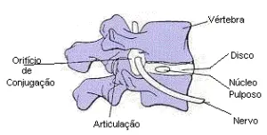 Vértebra é a parte óssea da coluna