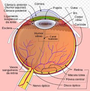 Diagrama esquemático do olho humano