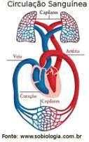 arterias circulação sanguínea