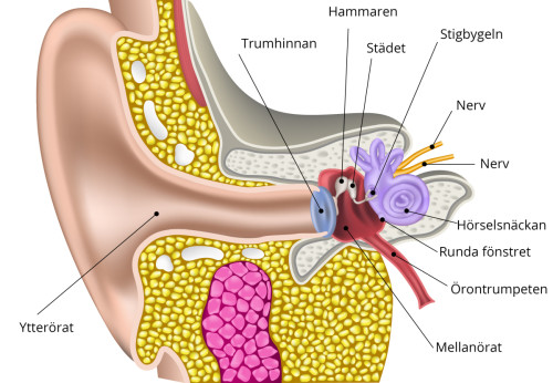 Schematisk teckning som visar örats anatomi. Ingående delar är ytterörat, trumhinnan, mellanörat, hammaren, städet, stigbygeln, nerver, hörselsnäckan, runda fönstret och örontrumpeten.