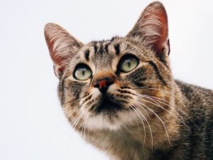 Kitty focus high Kitty focus high