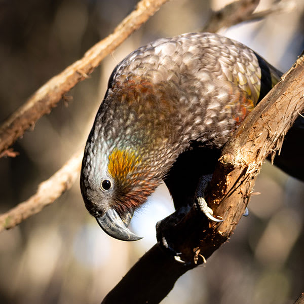 kaka-for-web.jpg
