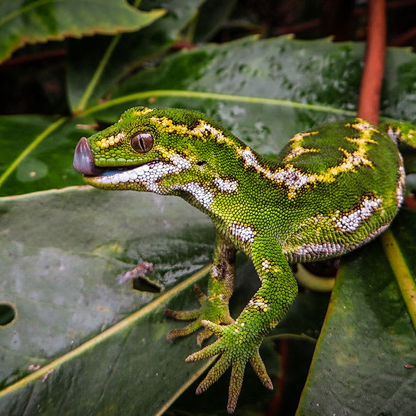 jewelled-gecko-web.jpg