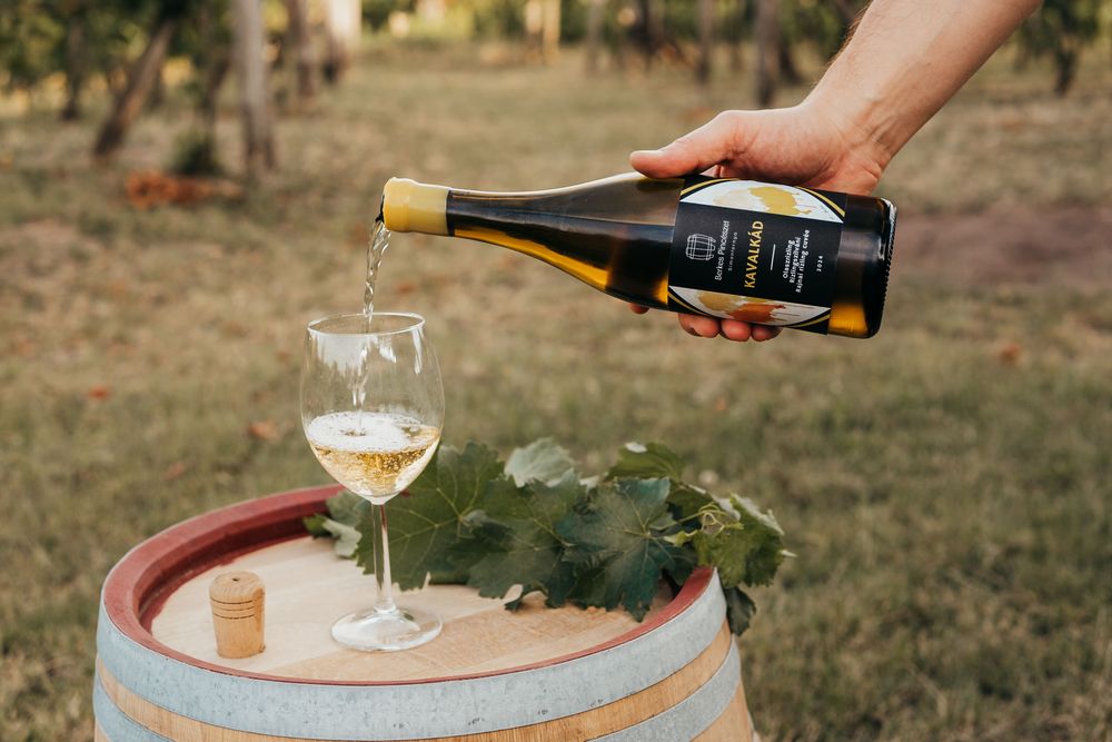 Borászat illusztráció 2