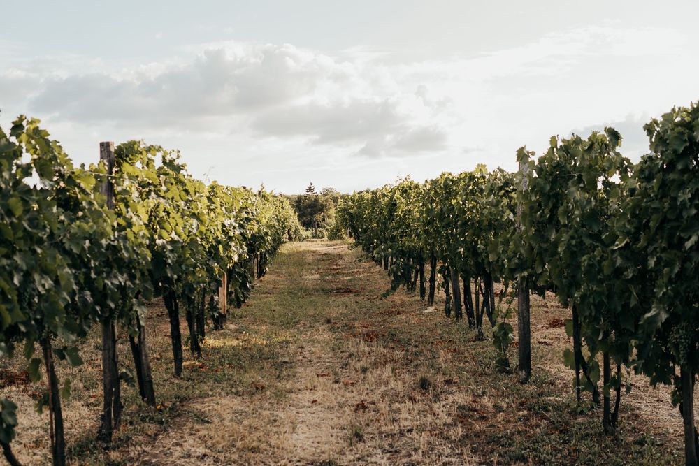 Borászat illusztráció 1