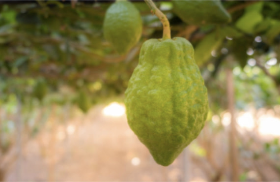  Watch: The Halachos of Shemitah Esrogim