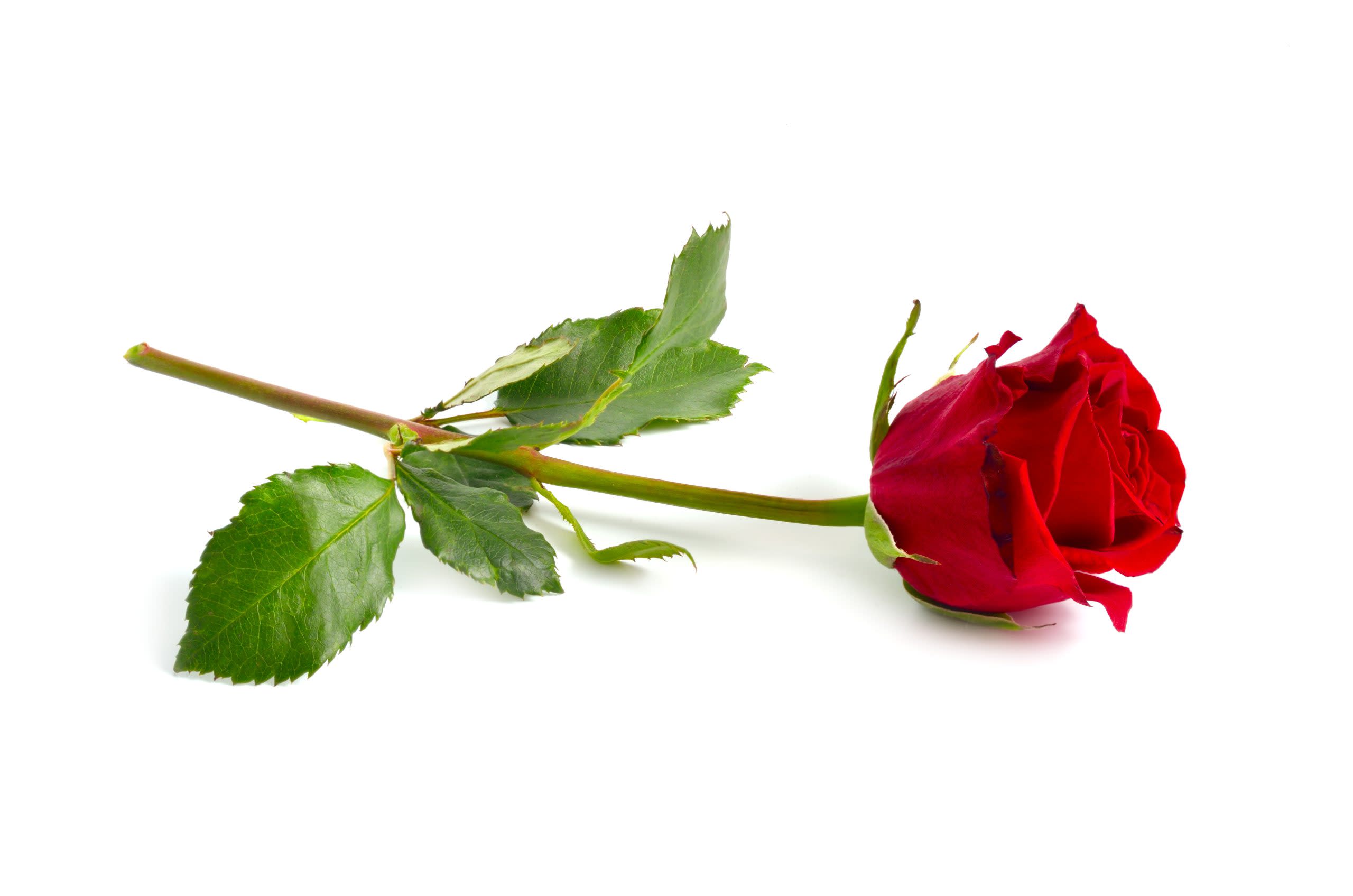 Elul: Like a Rose