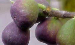 Stuffed Figs  – Kosher Recipes | OU Kosher Certification – OU Kosher Certification
