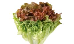 Red Leaf Lettuce with Sweet and Sour Dressing – Kosher Recipes | OU Kosher Certification