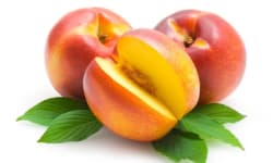 Nectarine Chicken Salad  – Kosher Recipes | OU Kosher Certification – OU Kosher Certification