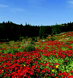 There is a Season: Spring in Israel