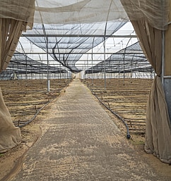 Shemitah Up Close: The Heroism of Israeli Farmers