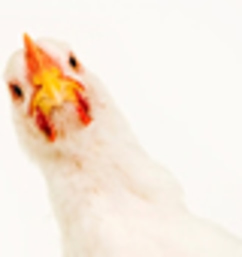 The Chicken Lady of Jerusalem