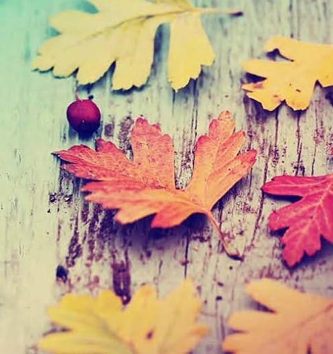 Fabulous Fall Foods to Serve in the Sukkah