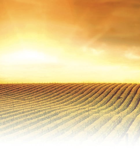The Spiritual Significance of Shemitah