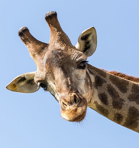 What’s the Truth about . . . Giraffe Meat?