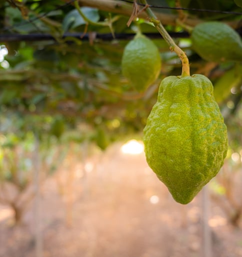 The Etrog, Jewish Beauty and the Beauty of Jewishness