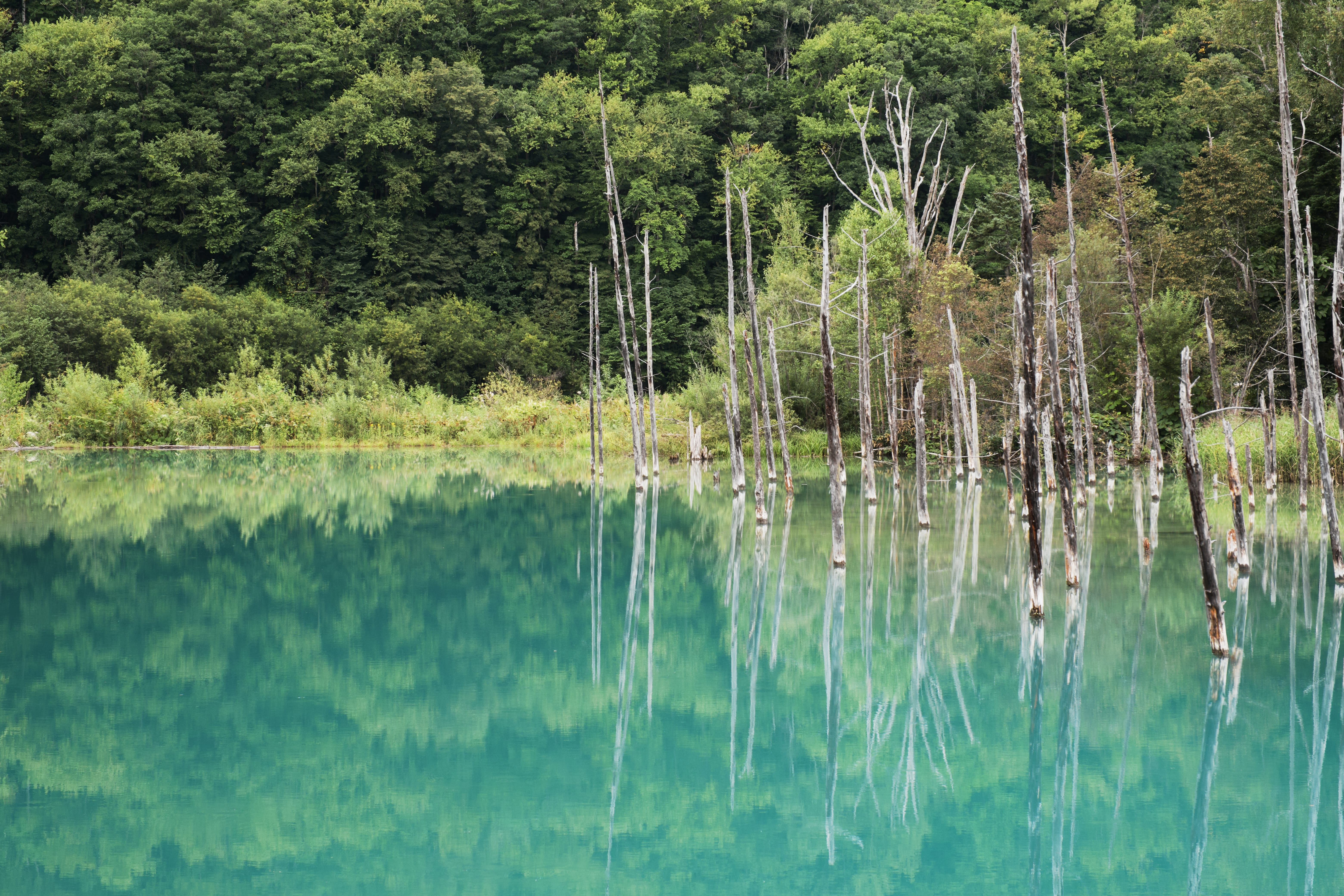 Shirogane Blue Pond, Biei, Hokkaido